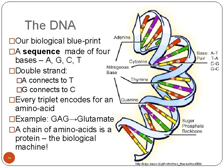 The DNA �Our biological blue-print �A sequence made of four bases – A, G,