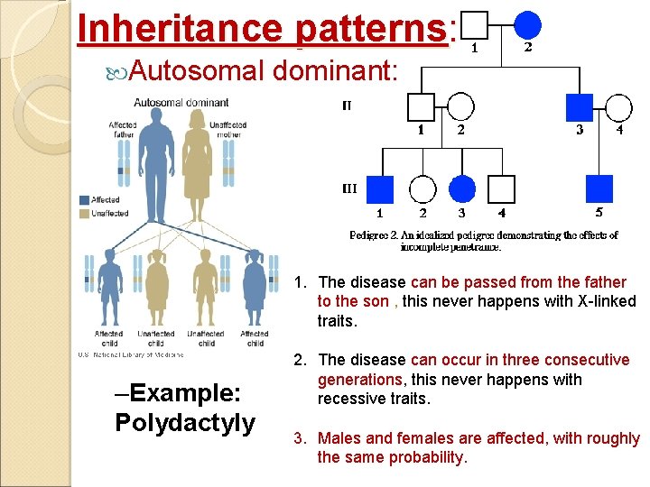 Inheritance patterns: Autosomal dominant: 1. The disease can be passed from the father to
