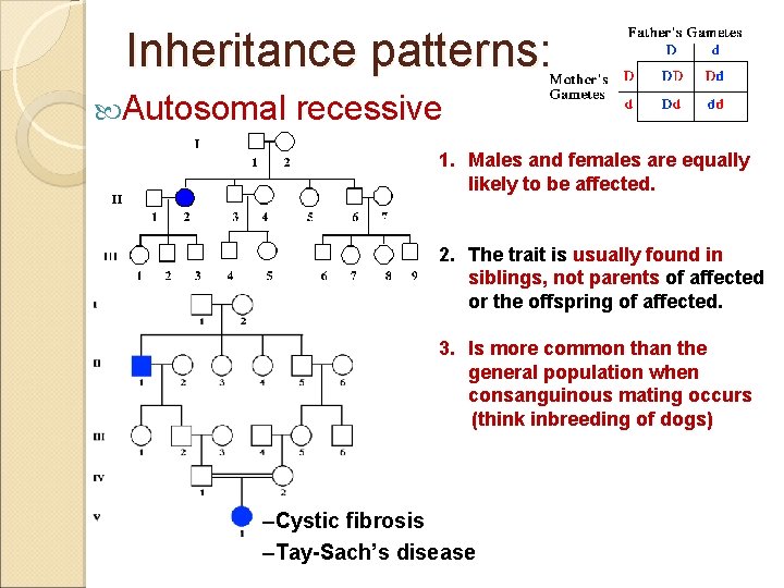Inheritance patterns: Autosomal recessive 1. Males and females are equally likely to be affected.