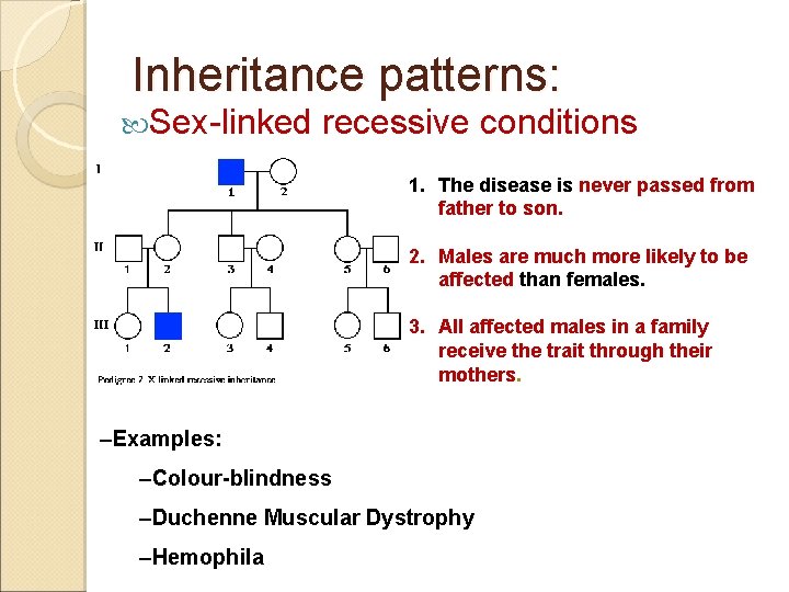 Inheritance patterns: Sex-linked recessive conditions 1. The disease is never passed from father to