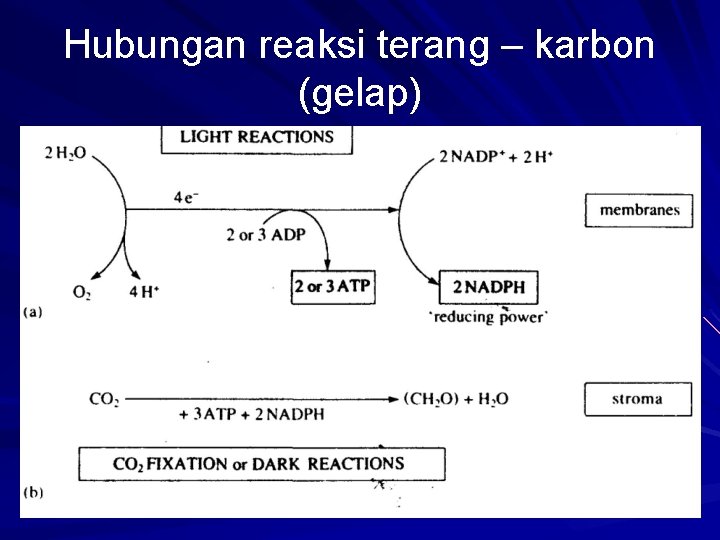 Hubungan reaksi terang – karbon (gelap) 