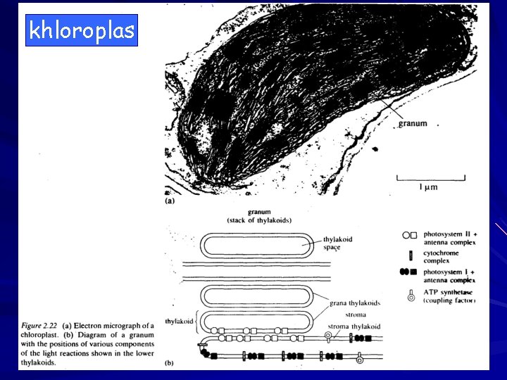 khloroplas 