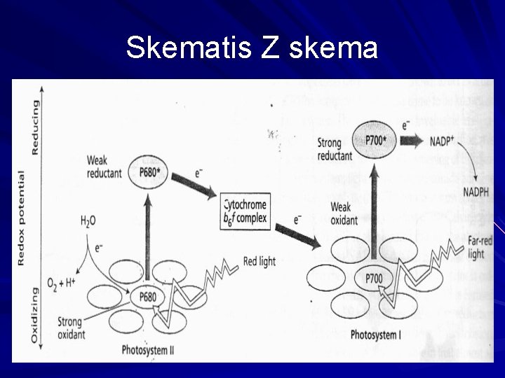 Skematis Z skema 