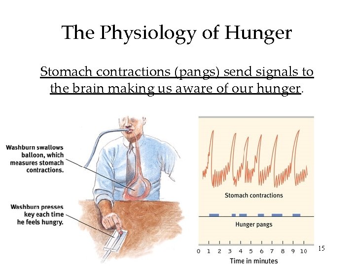 The Physiology of Hunger Stomach contractions (pangs) send signals to the brain making us