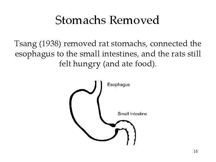 Stomachs Removed Tsang (1938) removed rat stomachs, connected the esophagus to the small intestines,
