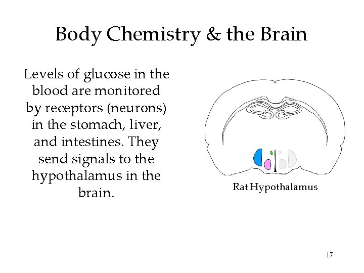 Body Chemistry & the Brain Levels of glucose in the blood are monitored by