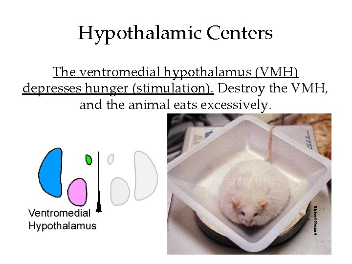 Hypothalamic Centers The ventromedial hypothalamus (VMH) depresses hunger (stimulation). Destroy the VMH, and the