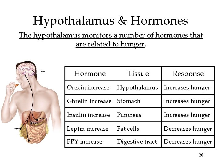Hypothalamus & Hormones The hypothalamus monitors a number of hormones that are related to