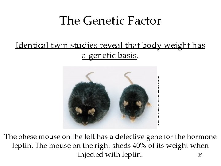 The Genetic Factor Identical twin studies reveal that body weight has a genetic basis.