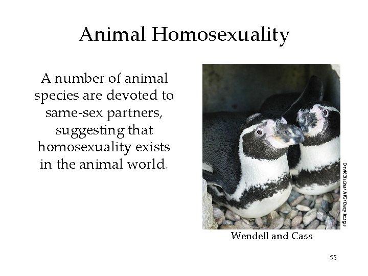 Animal Homosexuality David Hecker/ AFP/ Getty Images A number of animal species are devoted