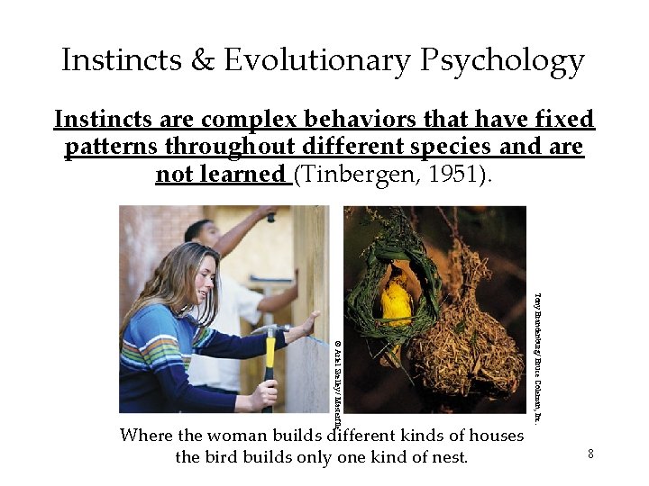 Instincts & Evolutionary Psychology Instincts are complex behaviors that have fixed patterns throughout different