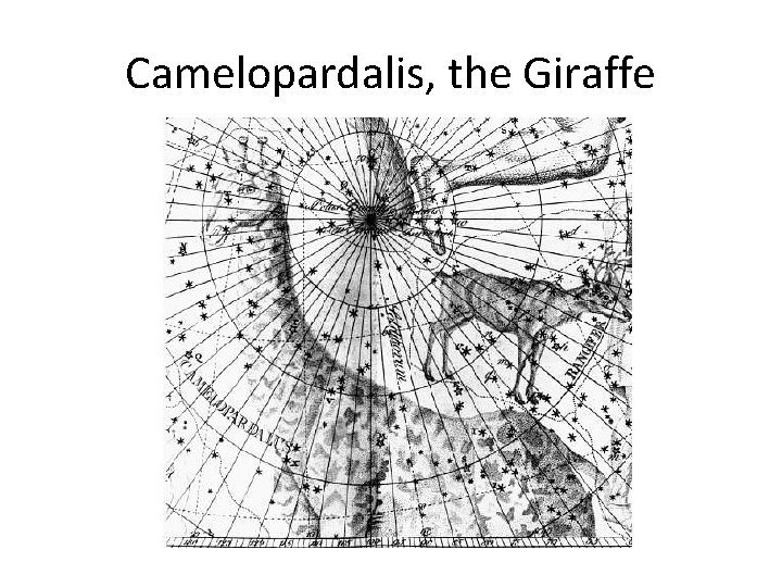 Camelopardalis, the Giraffe 