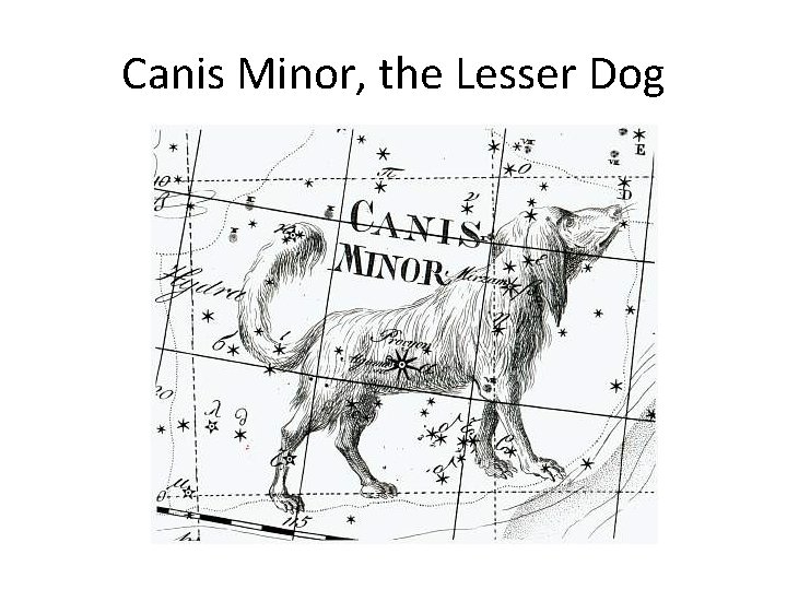 Canis Minor, the Lesser Dog 