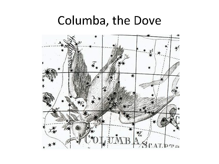Columba, the Dove 