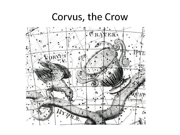 Corvus, the Crow 