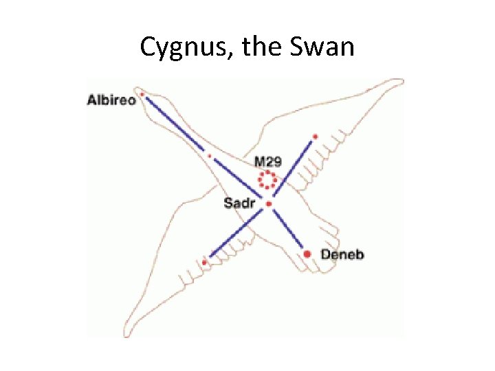 Cygnus, the Swan 