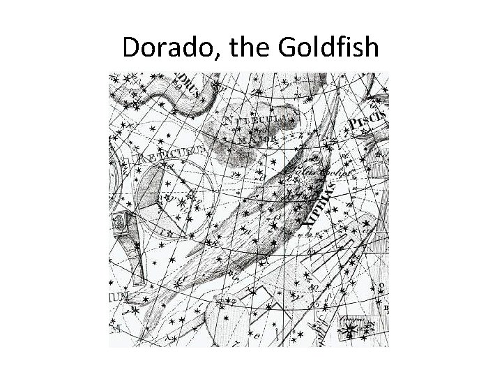 Dorado, the Goldfish 