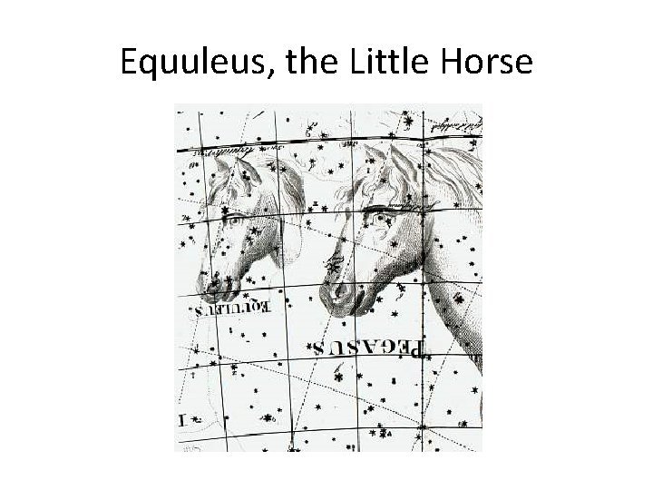 Equuleus, the Little Horse 