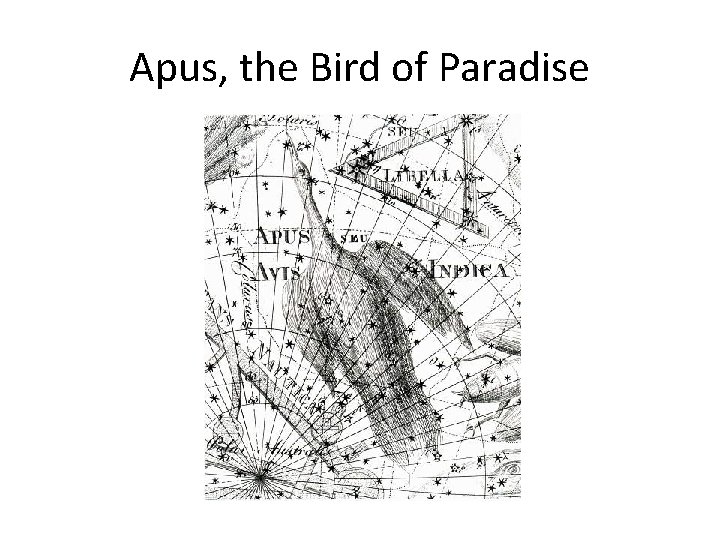 Apus, the Bird of Paradise 