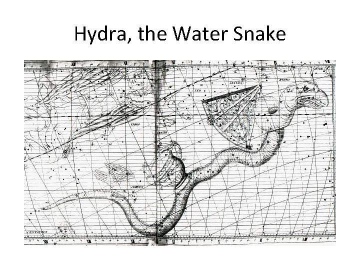 Hydra, the Water Snake 