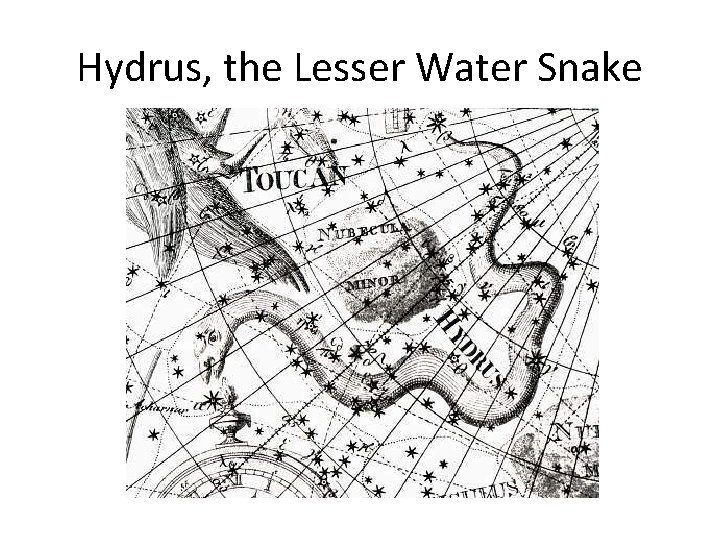 Hydrus, the Lesser Water Snake 