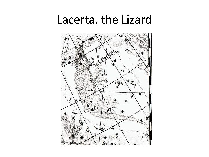 Lacerta, the Lizard 