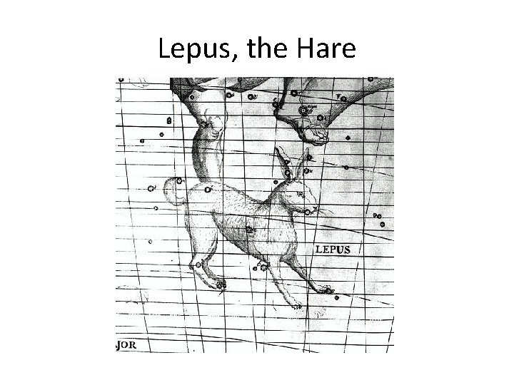 Lepus, the Hare 