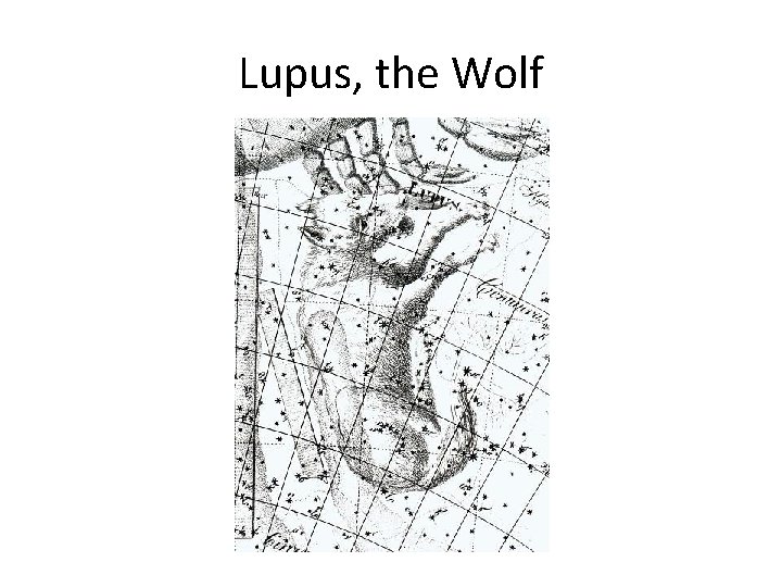 Lupus, the Wolf 