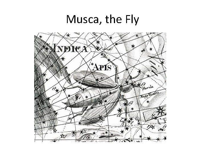 Musca, the Fly 