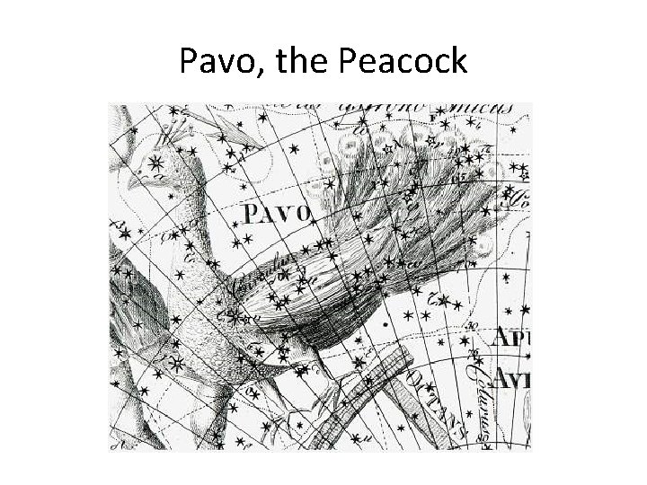 Pavo, the Peacock 