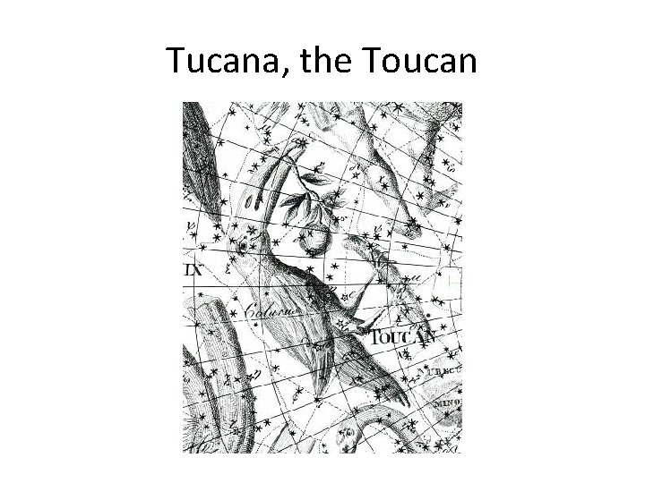 Tucana, the Toucan 