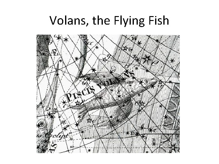 Volans, the Flying Fish 