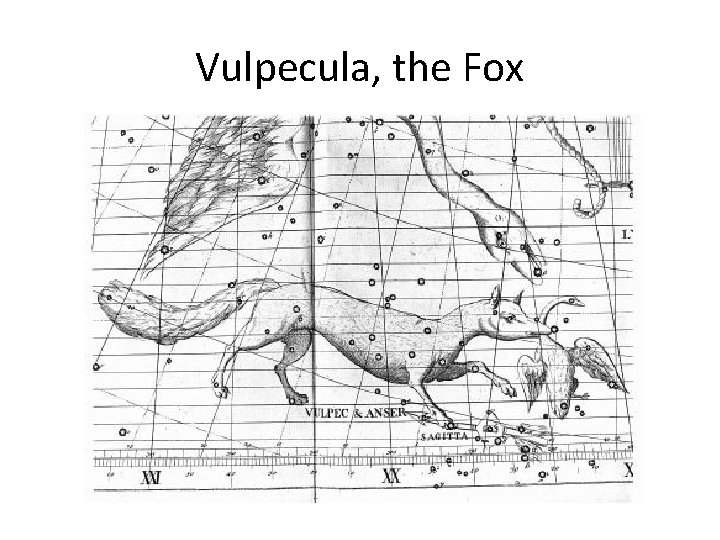 Vulpecula, the Fox 