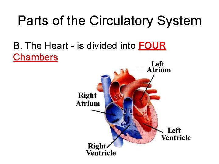Parts of the Circulatory System B. The Heart - is divided into FOUR Chambers
