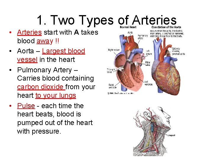 1. Two Types of Arteries • Arteries start with A takes blood away !!