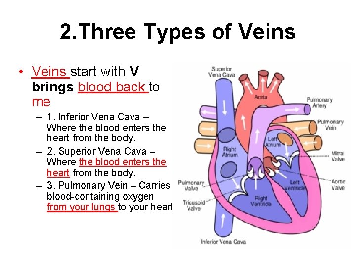 2. Three Types of Veins • Veins start with V brings blood back to