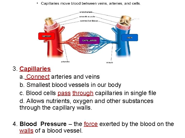 3. Capillaries a. Connect arteries and veins b. Smallest blood vessels in our body