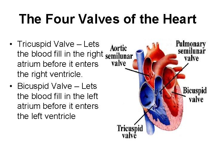 The Four Valves of the Heart • Tricuspid Valve – Lets the blood fill