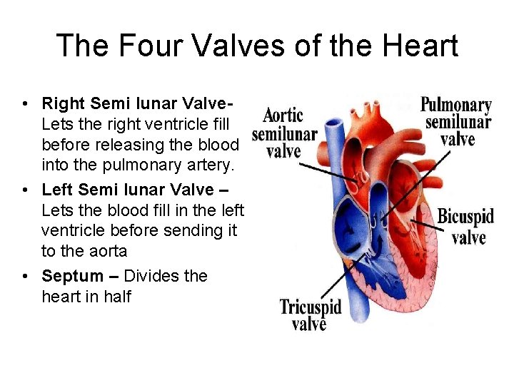 The Four Valves of the Heart • Right Semi lunar Valve. Lets the right