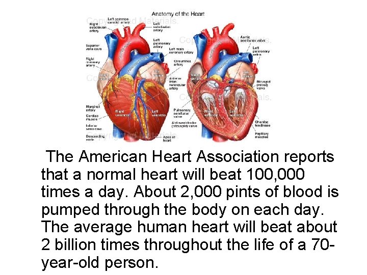 The American Heart Association reports that a normal heart will beat 100, 000 times