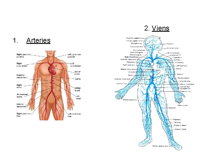 2. Viens 1. Arteries 