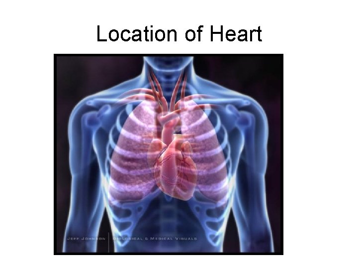 Location of Heart 