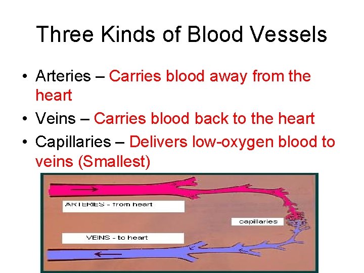 Three Kinds of Blood Vessels • Arteries – Carries blood away from the heart