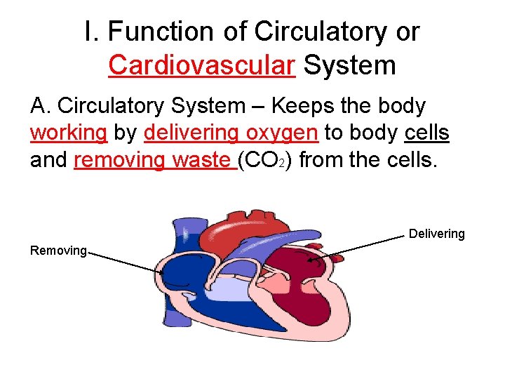 I. Function of Circulatory or Cardiovascular System A. Circulatory System – Keeps the body