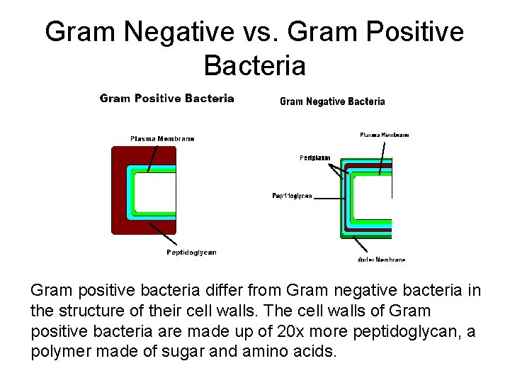 Gram Negative vs. Gram Positive Bacteria Gram positive bacteria differ from Gram negative bacteria