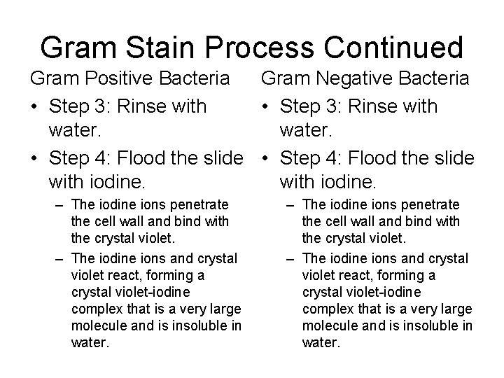 Gram Stain Process Continued Gram Positive Bacteria Gram Negative Bacteria • Step 3: Rinse