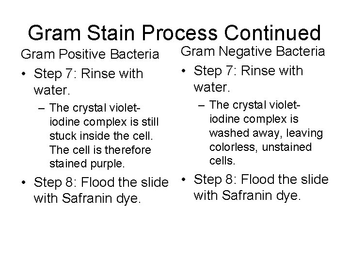 Gram Stain Process Continued Gram Positive Bacteria • Step 7: Rinse with water. Gram