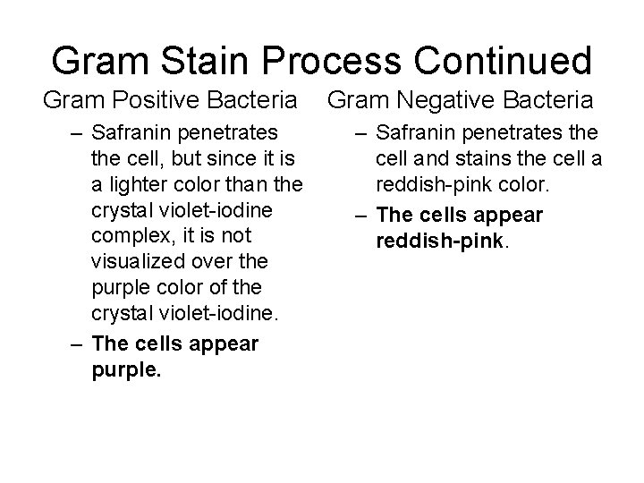 Gram Stain Process Continued Gram Positive Bacteria – Safranin penetrates the cell, but since