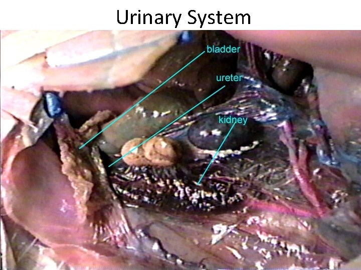 Urinary System 