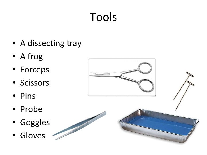 Tools • • A dissecting tray A frog Forceps Scissors Pins Probe Goggles Gloves